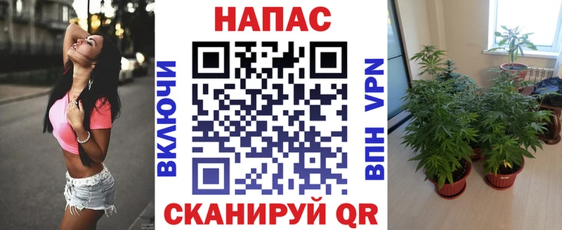 Шишки марихуана планчик  Купить где  Новосокольники 